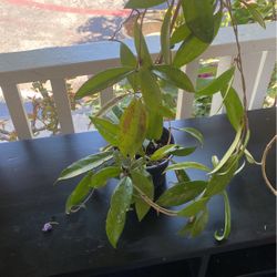 Gardon Plant