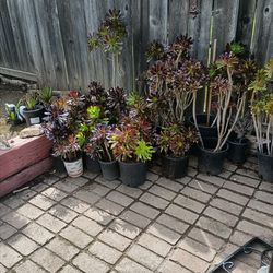 Plants for sale 5.00 each