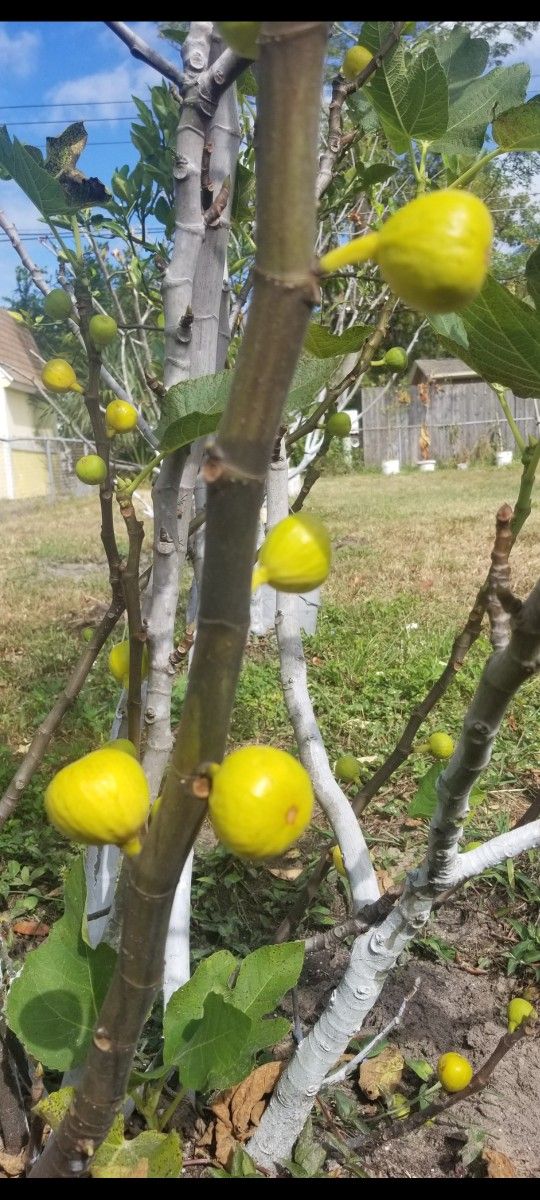 Yellow Fig Tree