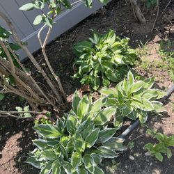 Plants Hostas