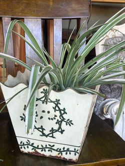 Spider web plant