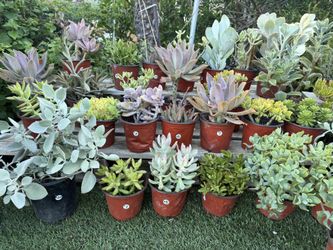 Variety Of Succulents Plants