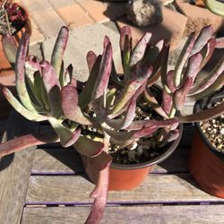 Cotyledon Orbiculata BURGUNDY ICE Succulent Plants 
