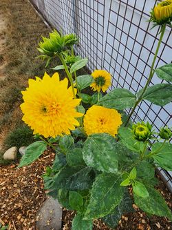 Perrenial sunflower