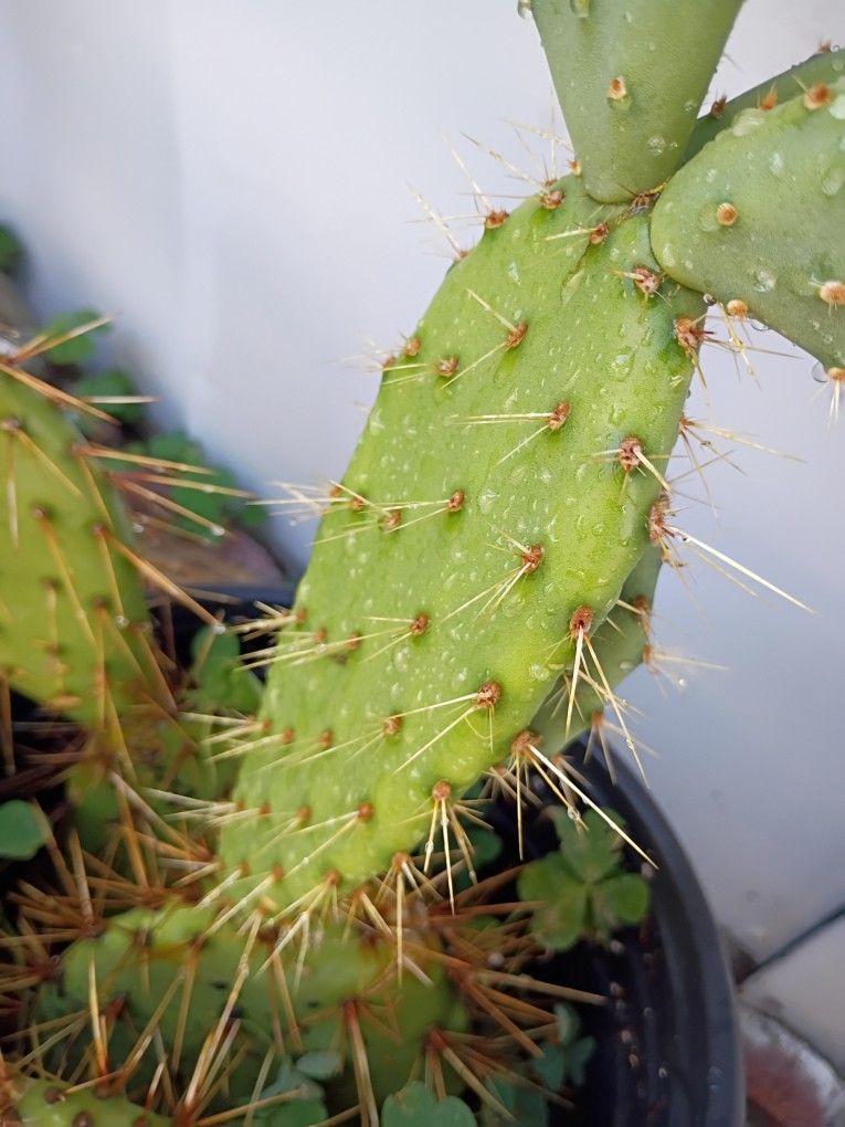 #2 FENCING CACTUS