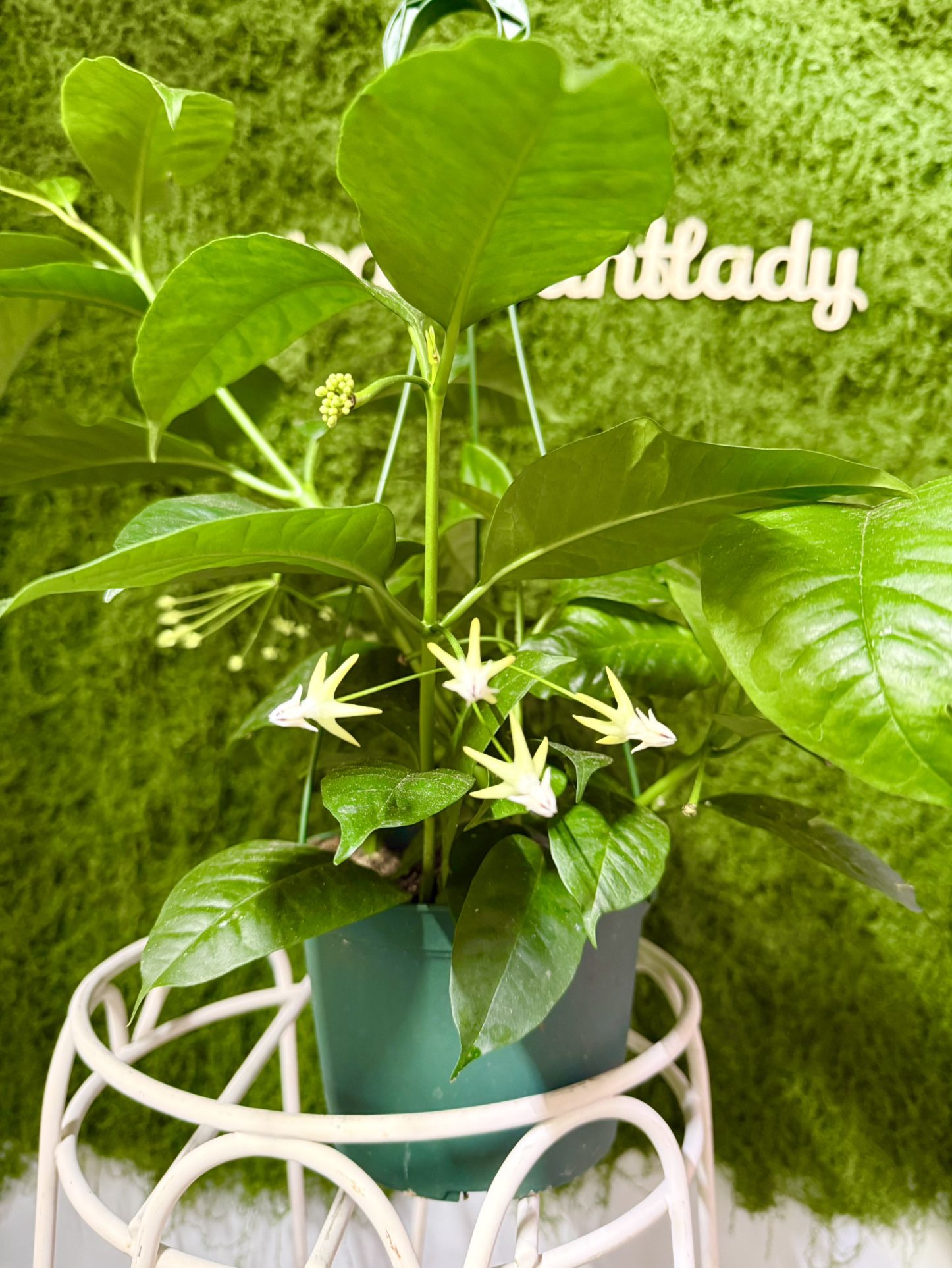 Plants (6”pot🌿Hoya Shooting Star $25)
