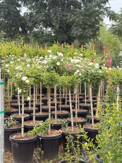 Rose trees 5 gal