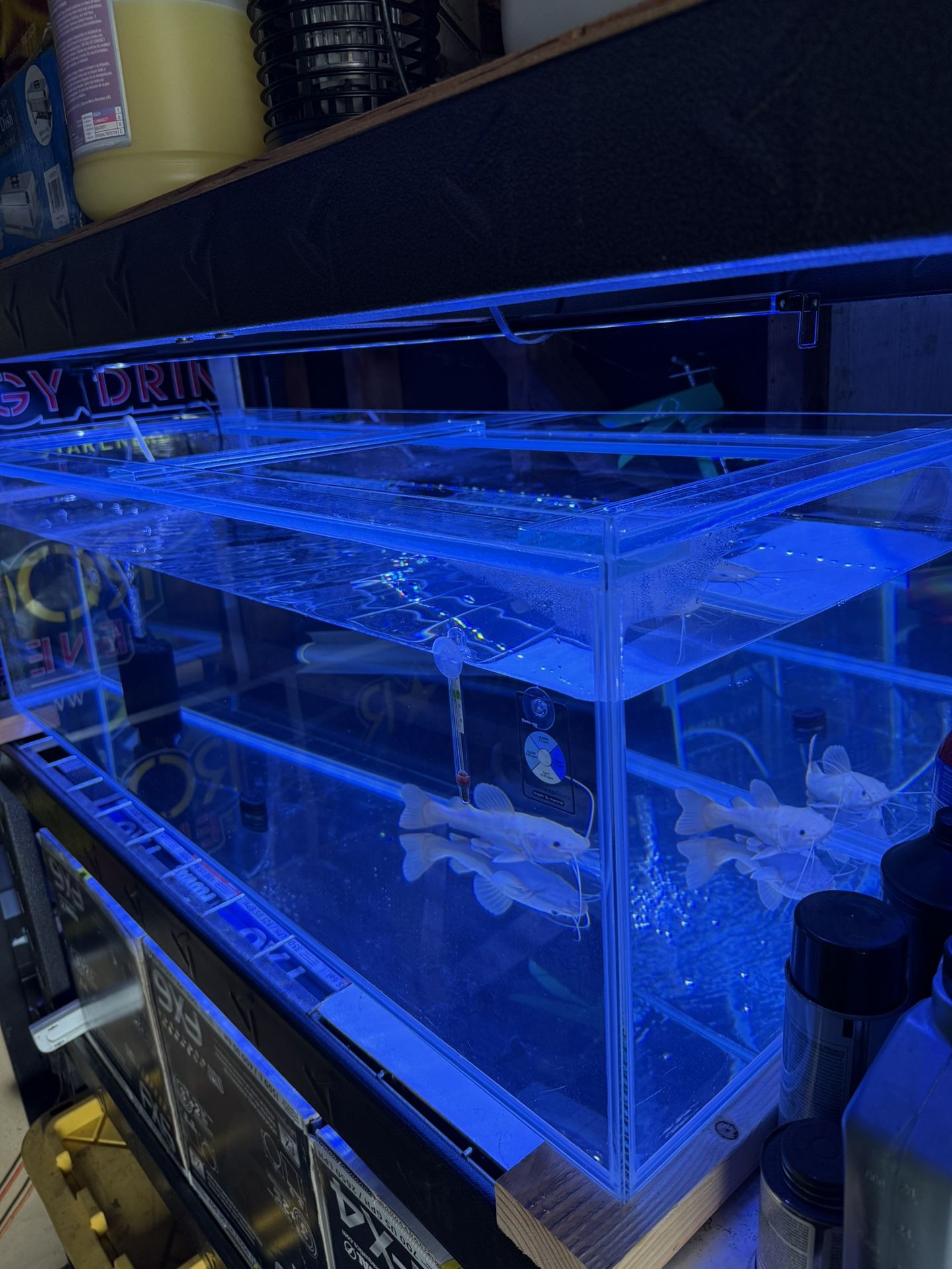 Fish Tank 60g Aquarium