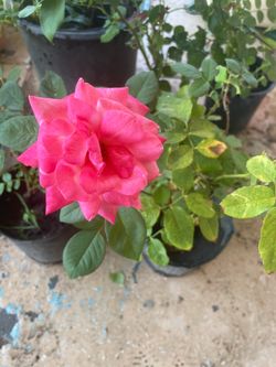 Pink Rose Plant