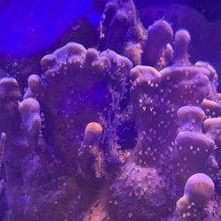 Blue Ridge Coral