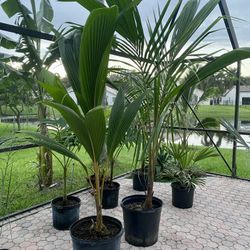 Dwarf Malayan Coconut Palm Trees