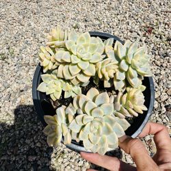 Ghost Echeveria Variegated Succulent 
