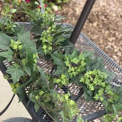 Artificial Greenery 