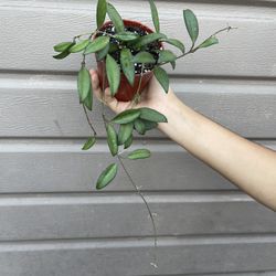 4” hoya rosita