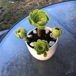 Succulent 