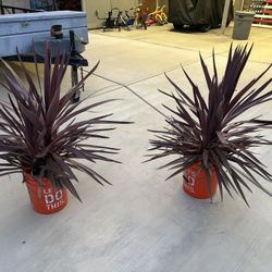 Cordyline australis 'Red Star' 3' Tall