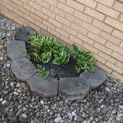 Hosta Plants