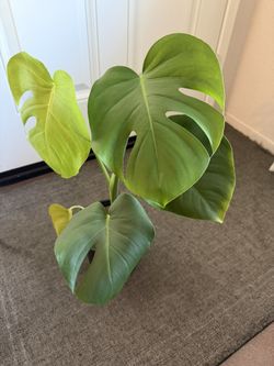 Monstera Plant