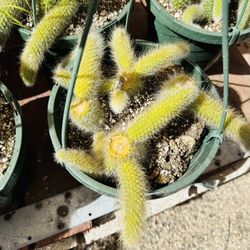Monkey Tail Cactus Pot 8inch