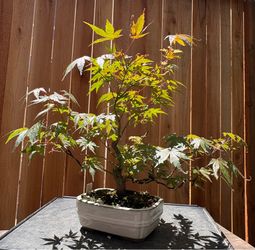 Japanese maple bonsai/ A18