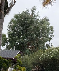 Free Eucalyptus
