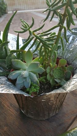 Succulent plants $20