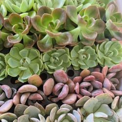 2” Rosette Echeveria Succulents 