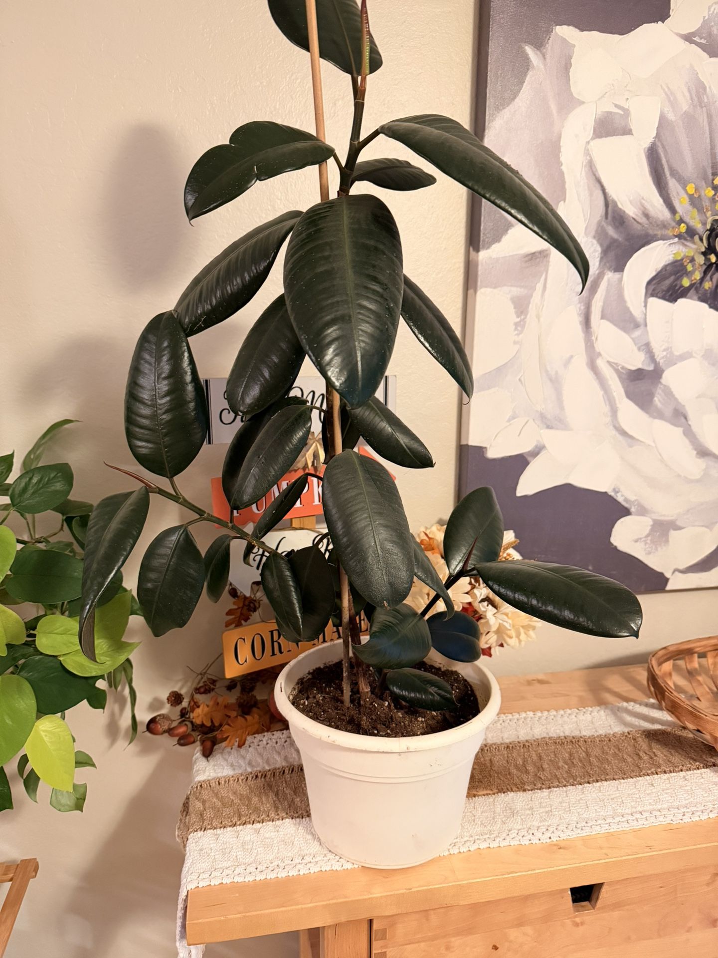 Rubber Fig Plant- 3ft 