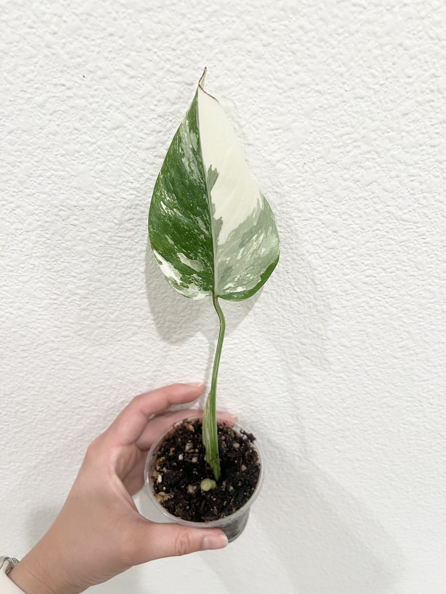 Albo Monstera