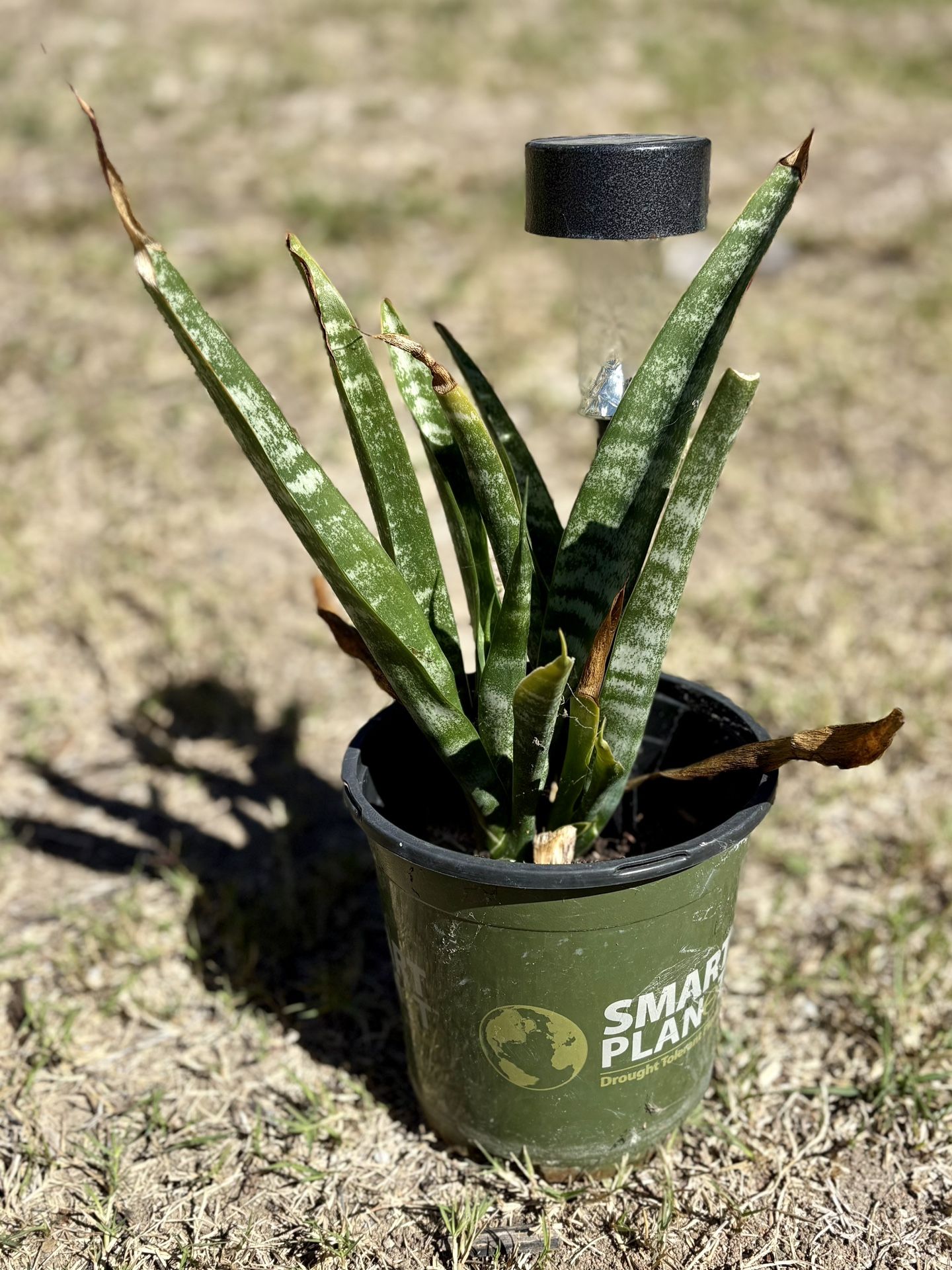 Small Snake Plant