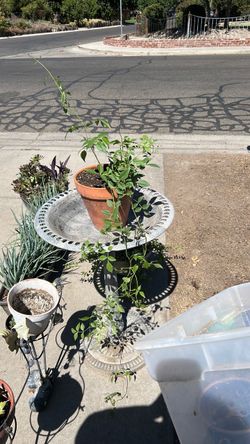 Plant 🌱