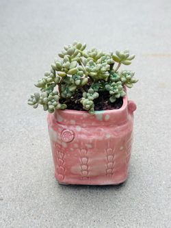 Succulents plants 🪴