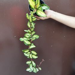 4” Hoya Exotica Tricolor 