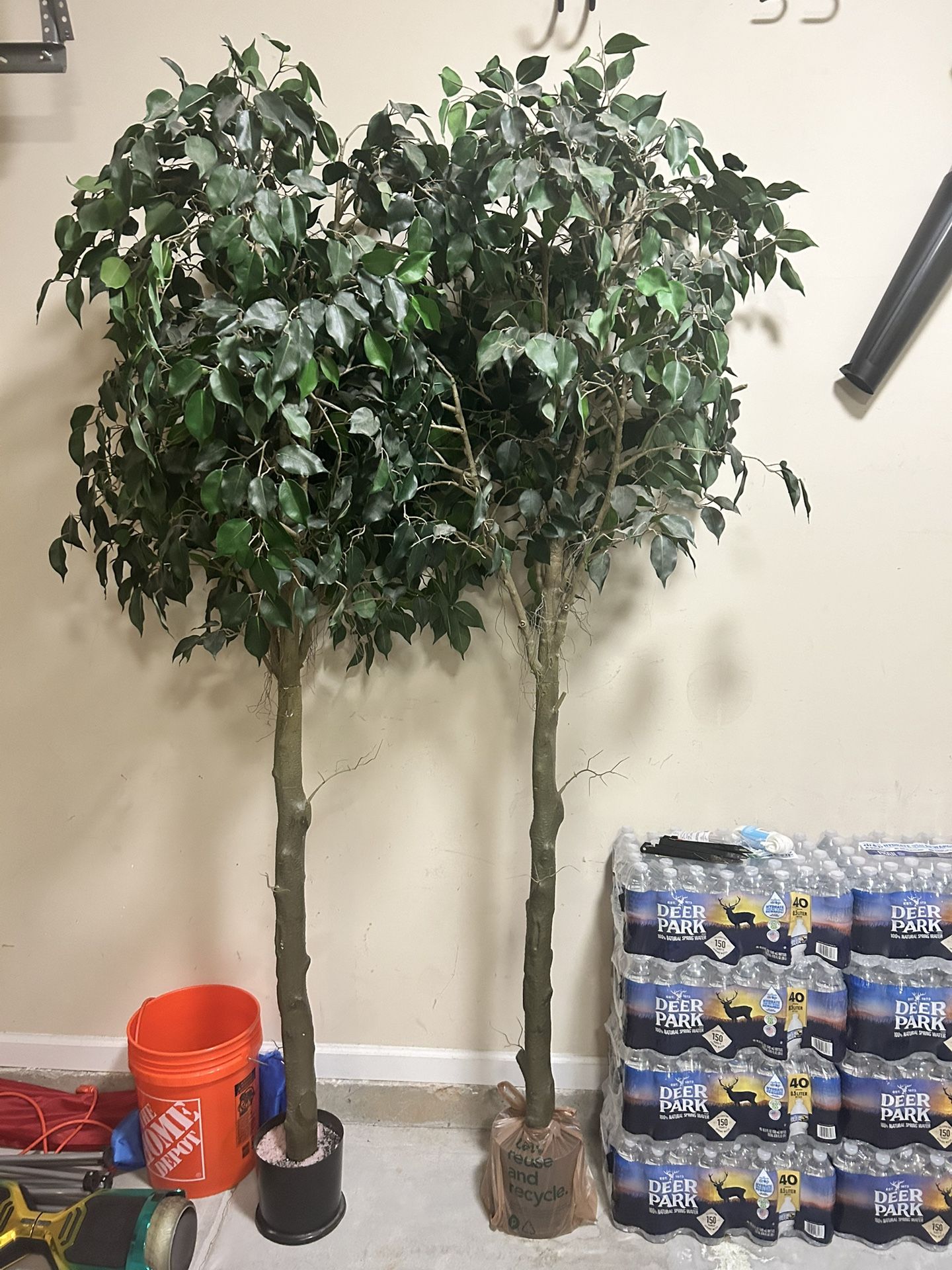 2 Large Plants