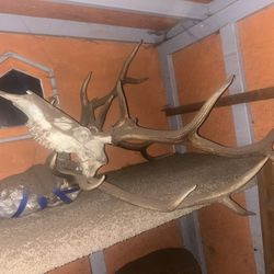 Elk Antlers 