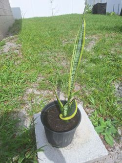 Potted Variegated Snake plant (Sansevieria)