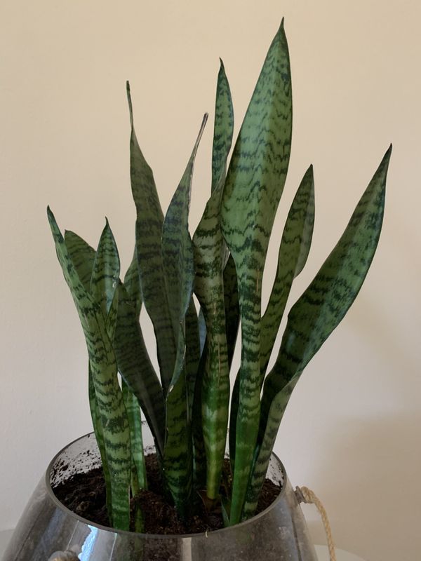 Snake Plant in Hanging Pot for Sale in Bellevue, WA OfferUp