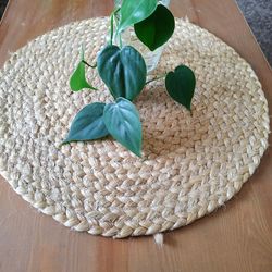 Heart Leaf Philodendron Rootings And Clippings