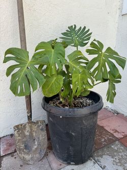 Monstera Deliciousa Tropical Fruit Plant