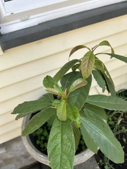 Avocado Tree 
