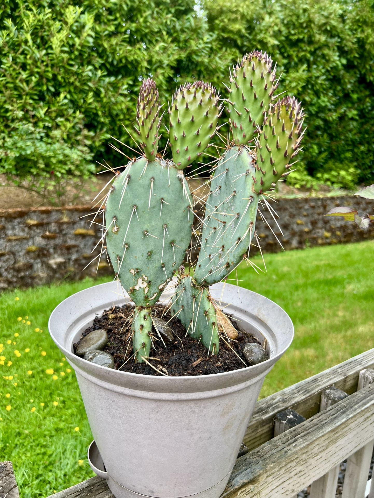Cactus 🌵 Plant 🪴