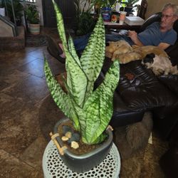 Lovely Sansevieria Snake Plants In 7in Ceramic Pot With Polished Stones 