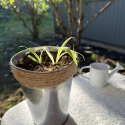 Double Spider Plant Starter