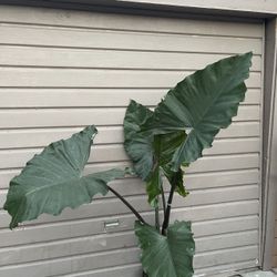 10” Alocasia Sumo 6 Feet Tall 