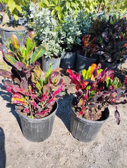 Croton Hedges 3gl $8🍂