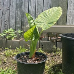 Plant - Upright elephant