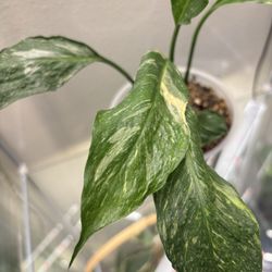 Variegated Spatiphillum Domino 