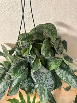 Satin Pothos Hanging Basket Plant