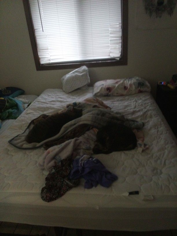 Queen sized Bed Including Frame