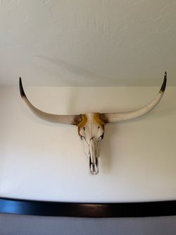 Cow skull